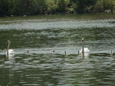 Nach wie vor sechs Jungschwäne