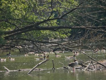 Graugänse im Amperstausee