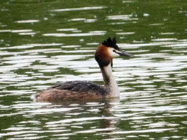 Ein Haubentaucher taucht derzeit im Amperstausee