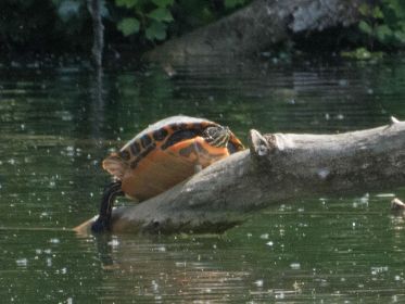 Wasserschildkröte auf Stammbaum