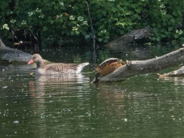 Graugans säumt Wasserschildkröte