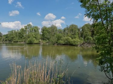 Blick auf den Amperstausee. In Bildmitte das letzte Graugansnest