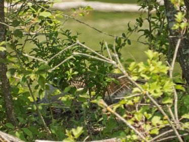 Graugans auf dem Nest