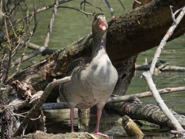 Ist wohl der wachhabende Ganter in der Nähe der brütenden Graugans