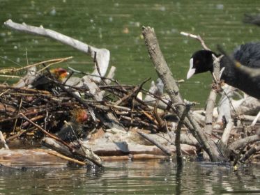 Blesshuhn-Küken schreien nach Nahrung