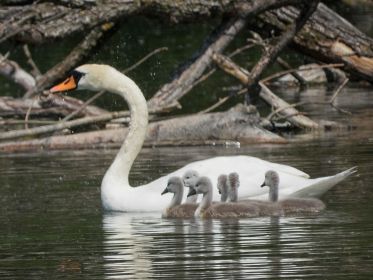 Ganz nah bei der Schwanenmutter: Sechs junge Schwäne
