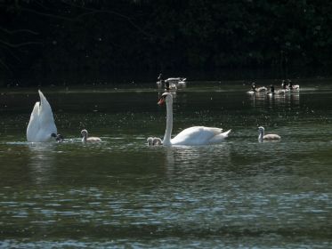 Familie Schwan