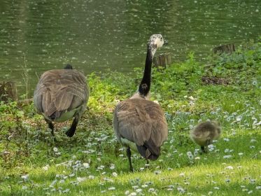 Kanadagans mit noch einem Gössel. Anfangs waren es deren drei