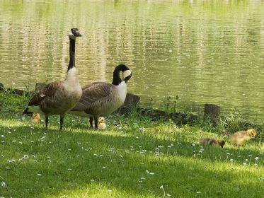 Kanadaganspaar führt vier Gössel. Es waren mal fünf Gössel, darunter ein Grauganskind