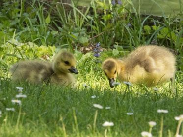 Nah ran geholt: Zwei Kanadagans-Gössel