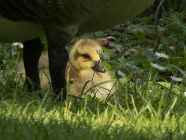 Unter dem Gefieder Blümchen und Gänschen