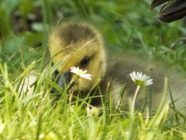 Gänseblümchen und ein Kanada-Gössel