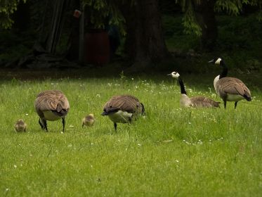 Das zweite Kanadaganspaar führte heute nur noch drei Gössel. Im Bild sind zwei Gössel zu sehen
