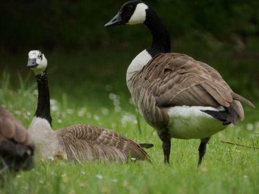 Weißgefleckte Kanadagansmutter mit nach wie vor einem Gössel
