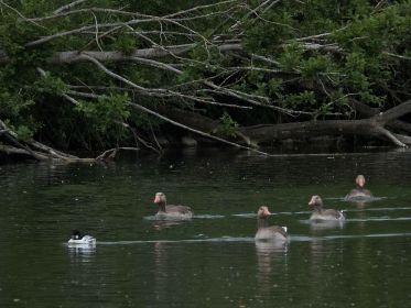 Schellente und Graugänse