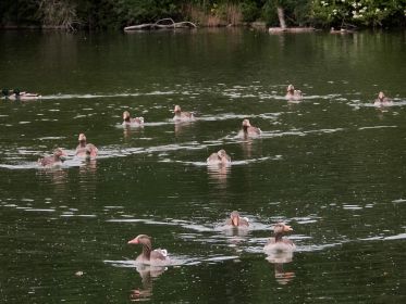 Graugänse im Amperstausee