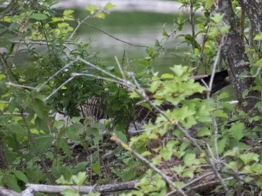 Graugans auf dem Nest