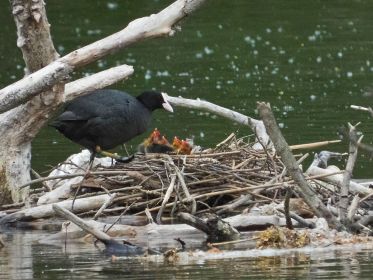 Fünf Blesshuhn-Küken betteln um Nahrung