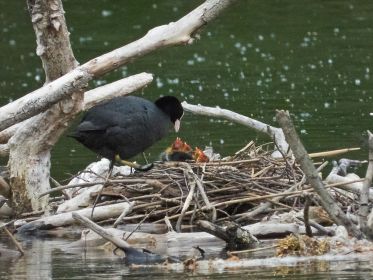 Fünf hungrige Mäuler