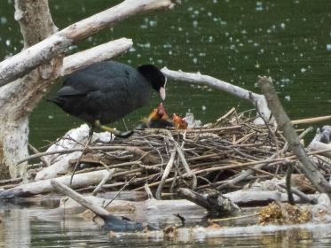 Hungrige Blesshuhn-Küken