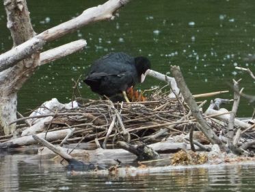 Blesshuhn-Nest mit Inhalt