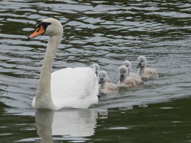 Schwanenmutter führt sechs Jungvögel