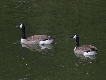 Zwei Kanadagänse. Das einzige Gössel haben sie längst verloren. Oft sind sie in der Nähe des ehemaligen Nestes