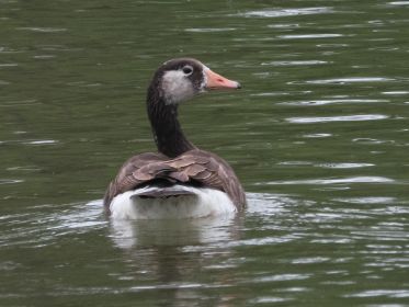 Sucht oft die Nähe zu Kanadagänsen: Ein Graugans-Kanadagans-Mischling