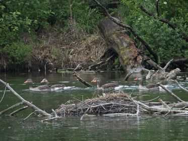 Graugänse im Amperstausee