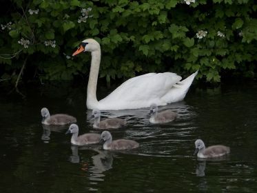 Schwanenmutter mit ihren Kindern