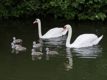 Familie Schwan