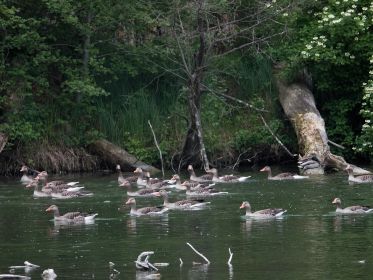 Graugänse fliehen vor zwei Steh-Paddlern