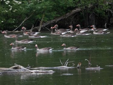 Graugänse fliehen vor zwei Steh-Paddlern