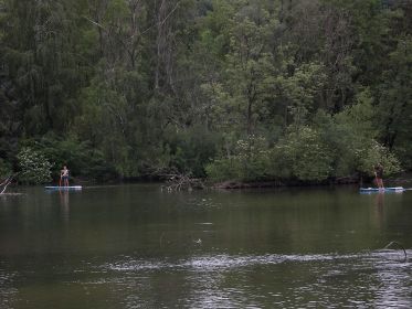 Zwei Stehpaddler verursachen Beunruhigungen bei den Graugänsen