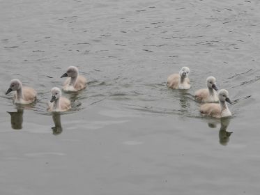 Zweimal drei Jungschwäne