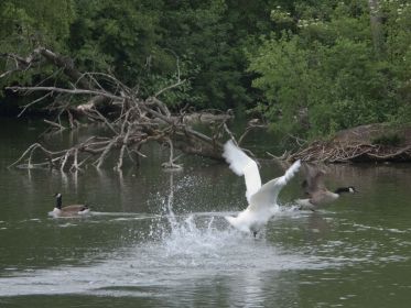Rechts die ehemalige Brutinsel des Kanadagans-Paares. Nach dem Einflug der beiden Gänse wird gleich der Höckerschwan aufmerksam