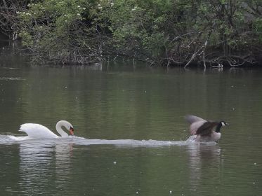 Schwan knöpft sich immer wieder eine Kanadagans vor
