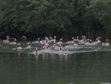 Graugans-Konzentration nach Aufregung um Steh-Paddler