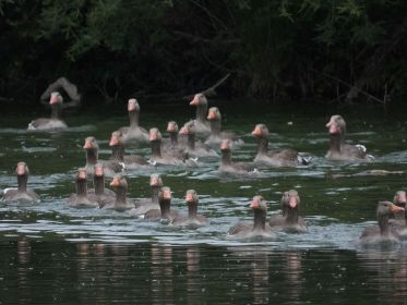 Graugänse im Amperstausee