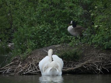 Eine Kanadagans wird im Wasser gejagt, die andere Gans des Paares flieht auf die vormalige Brutinsel