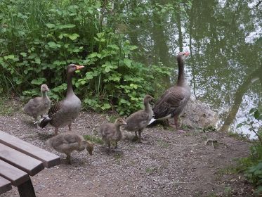 Zahmes Grauganspaar führt vier Gössel