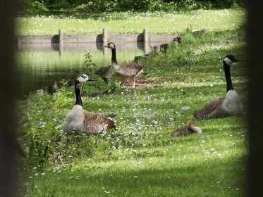 Durch den Zaun geknipst. Hinten Hybride, vorne dreiköpfige Kanadagans-Familie