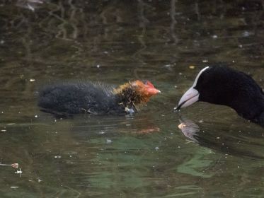 Blesshuhn-Fütterung