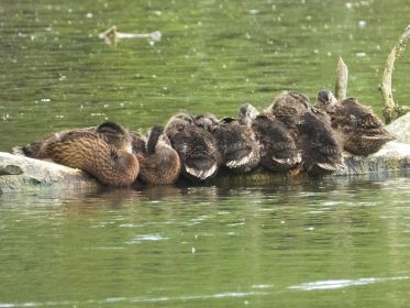 Junge Enten im Siebenerpack