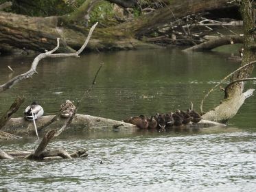 Scheint eine Entenfamilie zu sein