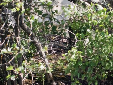 Graugans auf dem Nest seit etwa 23. April 2020