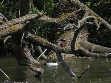 Schellente gesellt sich - wie so oft - zu Stockenten