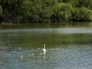Gänsefreie Zone. Herr Schwan hat aufgeräumt. Hier im Bild die Schwanenfrau mit sechs Jungen