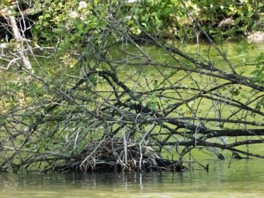 Wahrscheinlich ein Blesshuhn-Nest