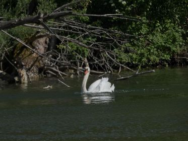 Herr Schwan auf der Jagd nach Graugänsen